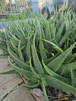 Aloe Vera Plant, Very Large Plant, Good For Landscaping.
