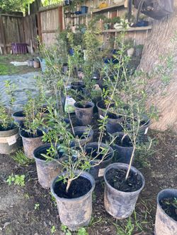 Olive Trees, 1/12 ft Tall $15 Each