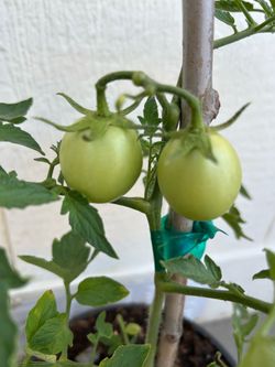 Red ROMA tomato plants in 3 gl. $7 each