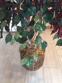 Silk plant in very good condition
