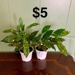 Croton