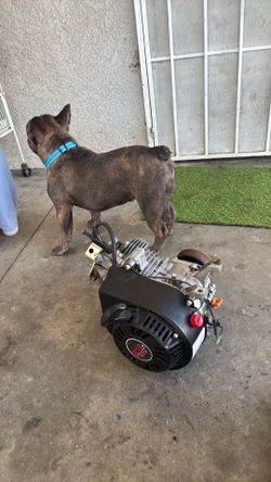 Mini bike