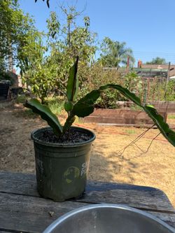 Cactus plant