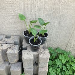 Calla Lilly (white Arum )