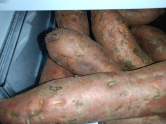 EGGPLANTS, Vitaloe And Sweet potatoes And ETC ‼️  Thumbnail