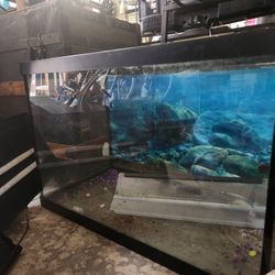 Fish Tank