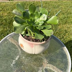 Beautiful Succulent Planter 