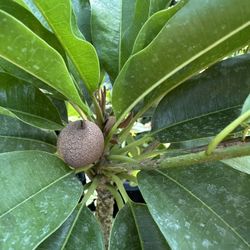 Organic Sapodilla Fruit Tree W/fruit And Flowers (Cây Sambotre, Ngot, Trái Lớn)