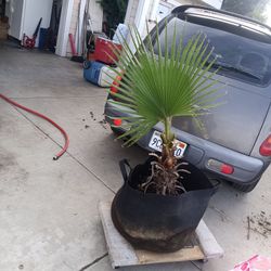 Mexican Fan Palms 2- 2ft Fan Palms 