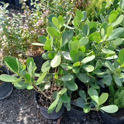 Clusia Hedges 3gl $4.50