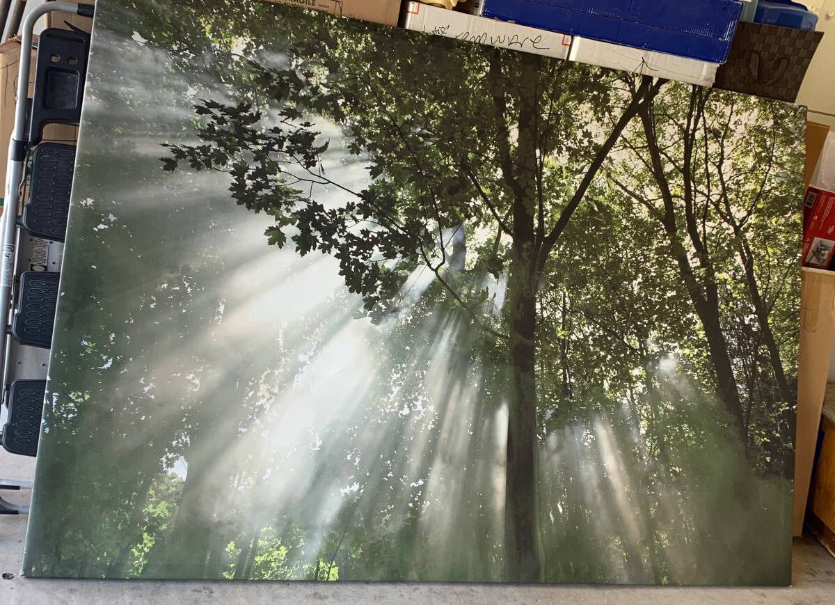 Canvas print of Trees in Sunlight