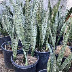 Zeylanica Snack Plants 