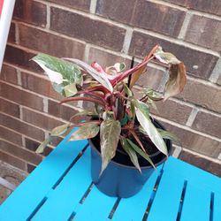 Free - pink princess philodendron
