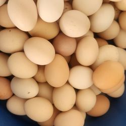 Eggs