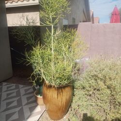 Flower Pot