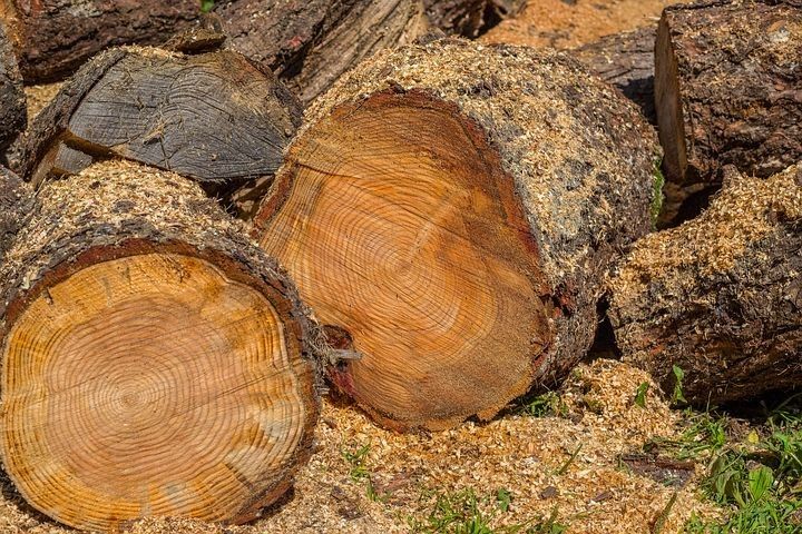 Free Firewood (16-18" rounds)