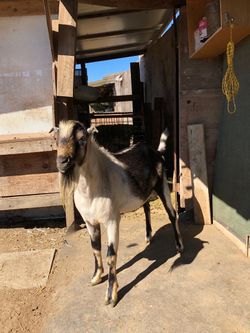 Chivo
