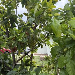 Avacado Trees