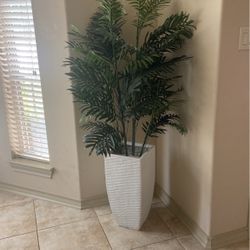 Indoor Plant 