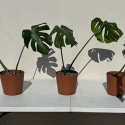 Monstera Deliciosa In New Pots