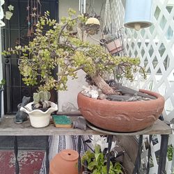 Bonsai Plants  23 Year Old Need To Be Trimed 