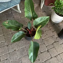 Philodendron Rojo Congo Plant 