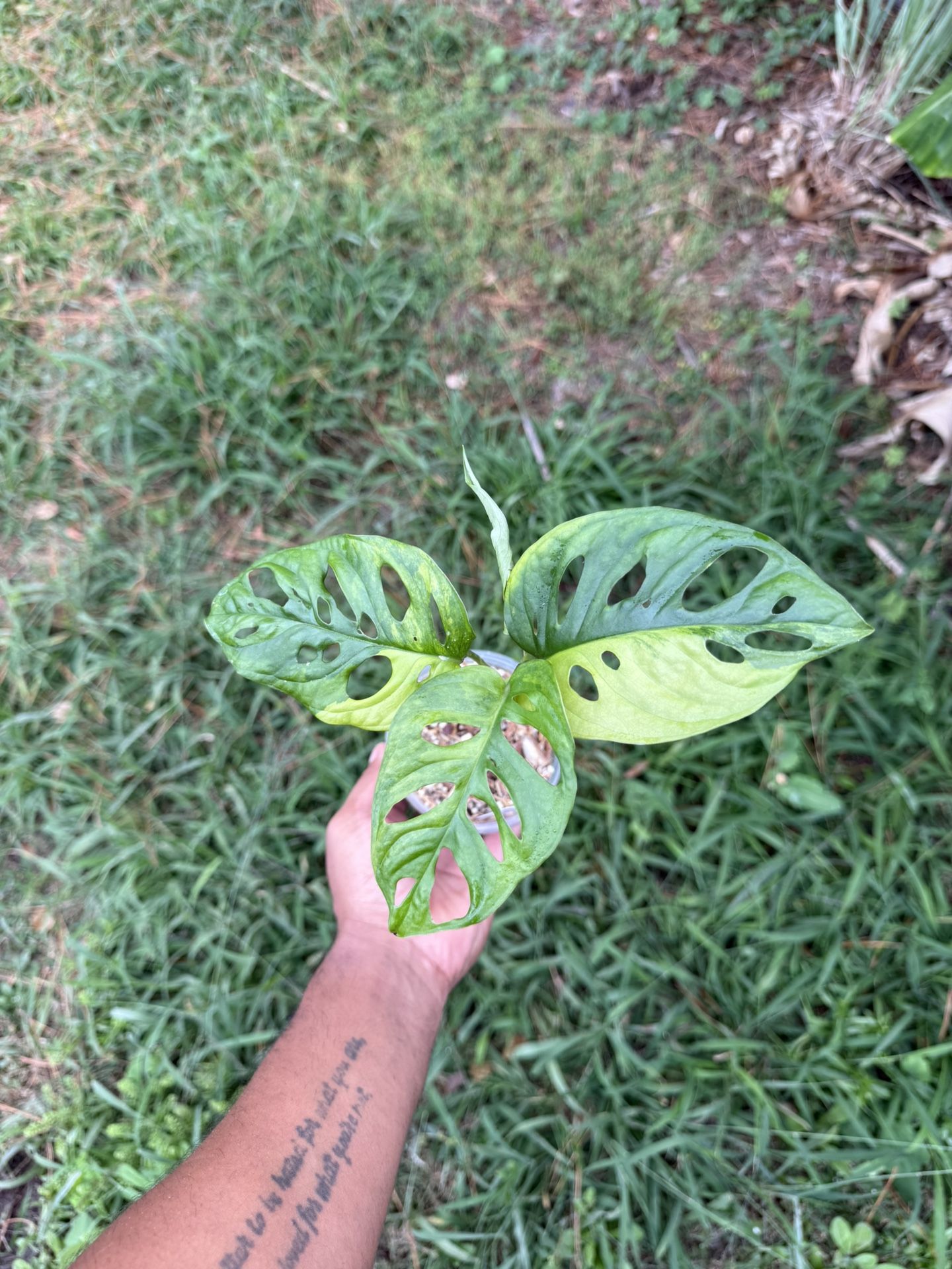 Monstera Adansonii Aurea Variegated Plant