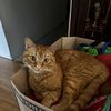 gabriel 