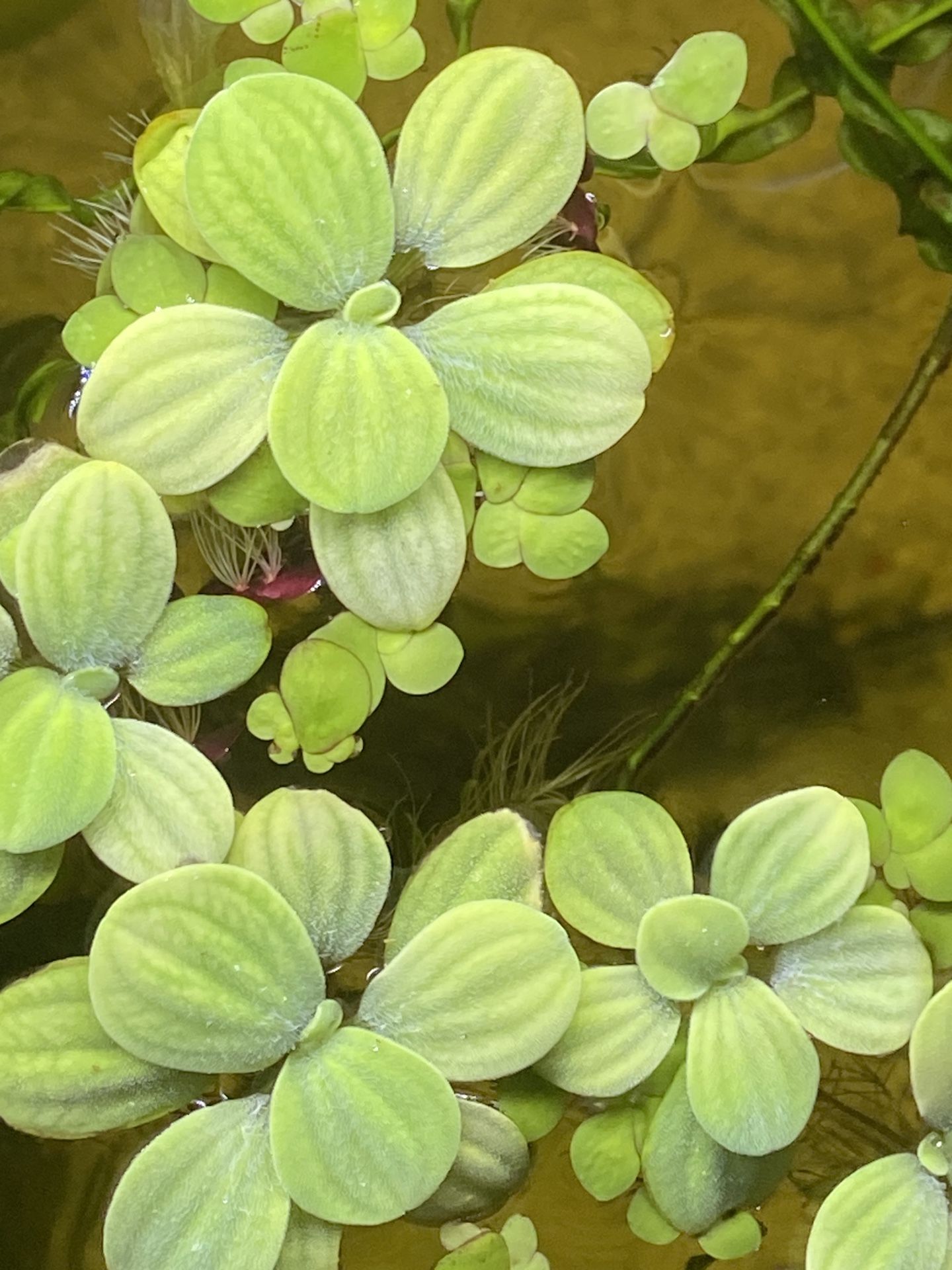 Floating Plant Value Pack