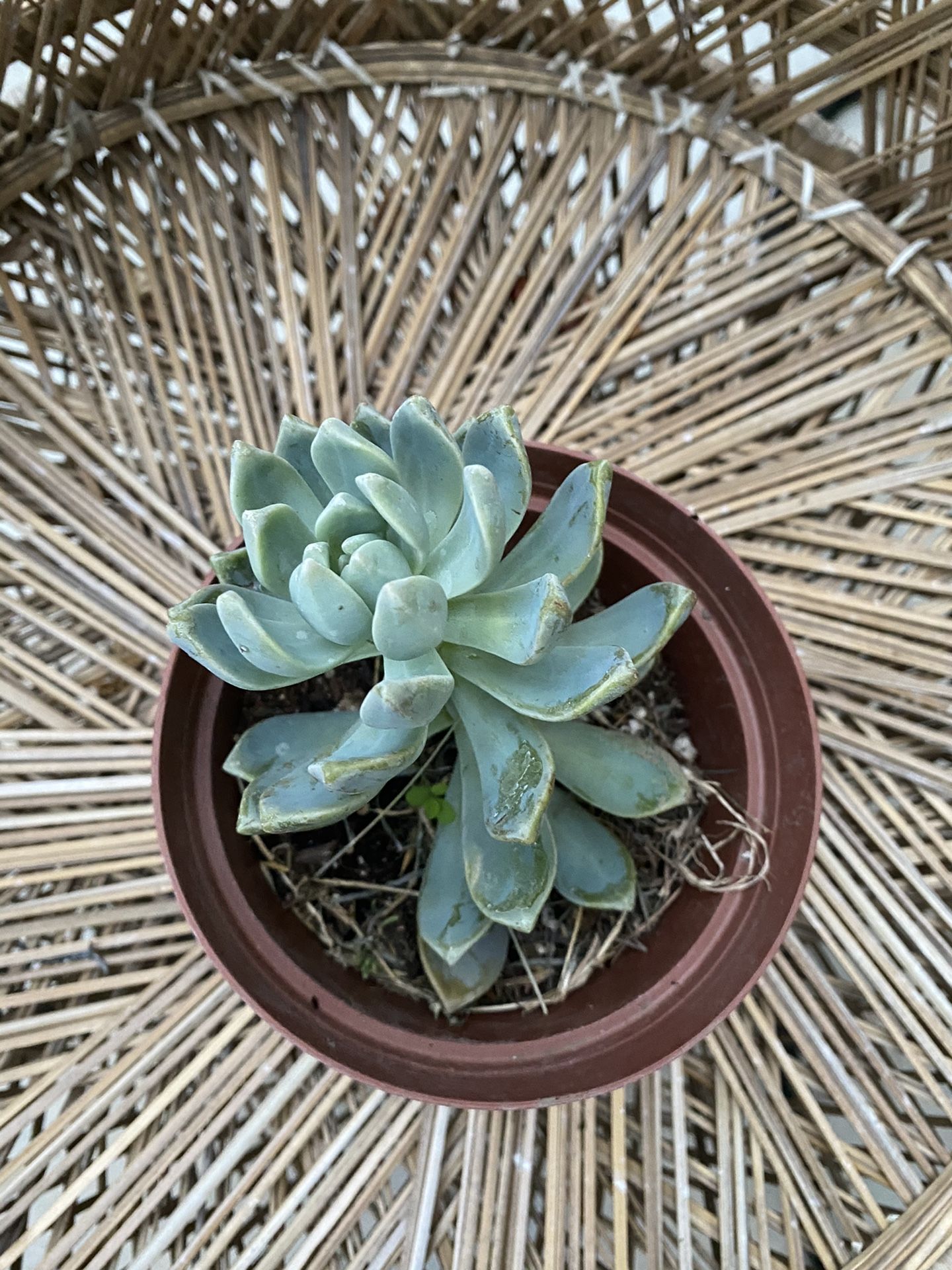 Potted succulent