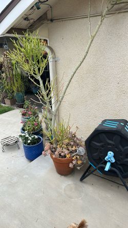 Free Stick Plant
