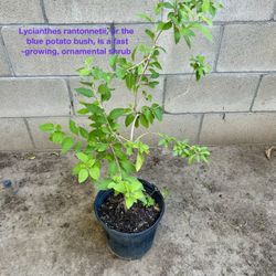 LYCIANTHES RANTONNETII ROYAL SHRUB
