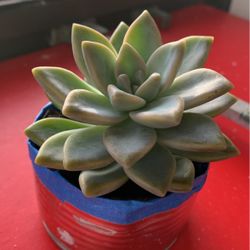 Nice Plants 🪴 For $5