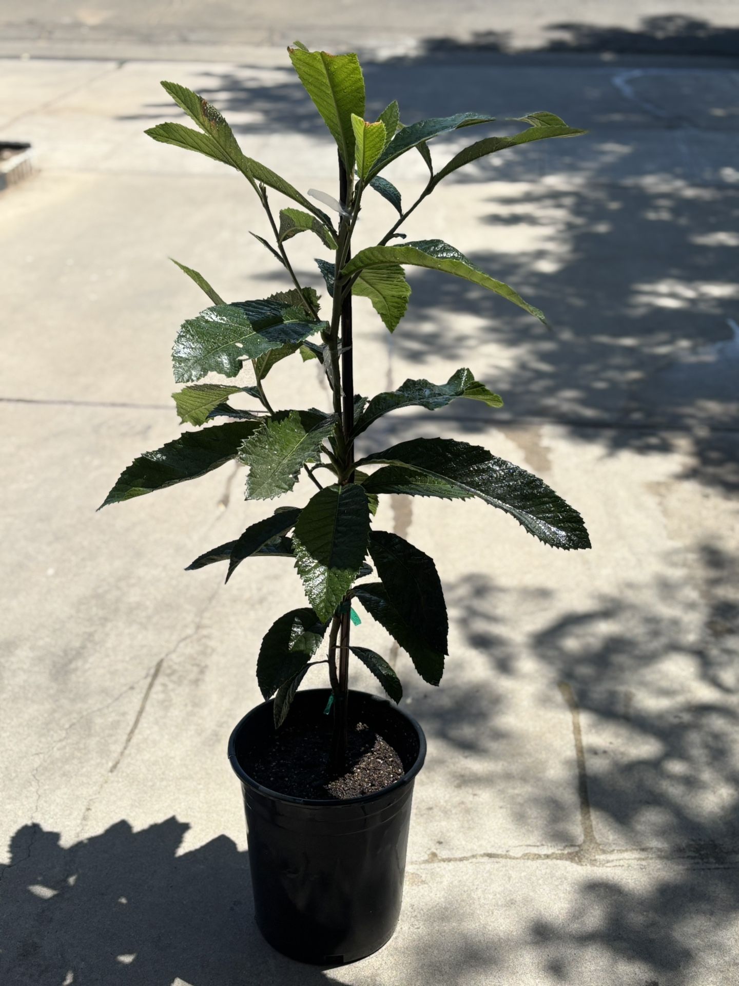 Loquat Tree 🌳💛