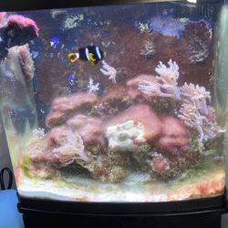 32 g bio cube  saltwater tank