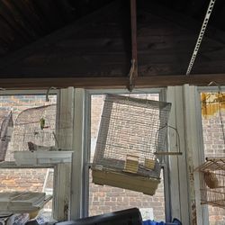 Bird Cages
