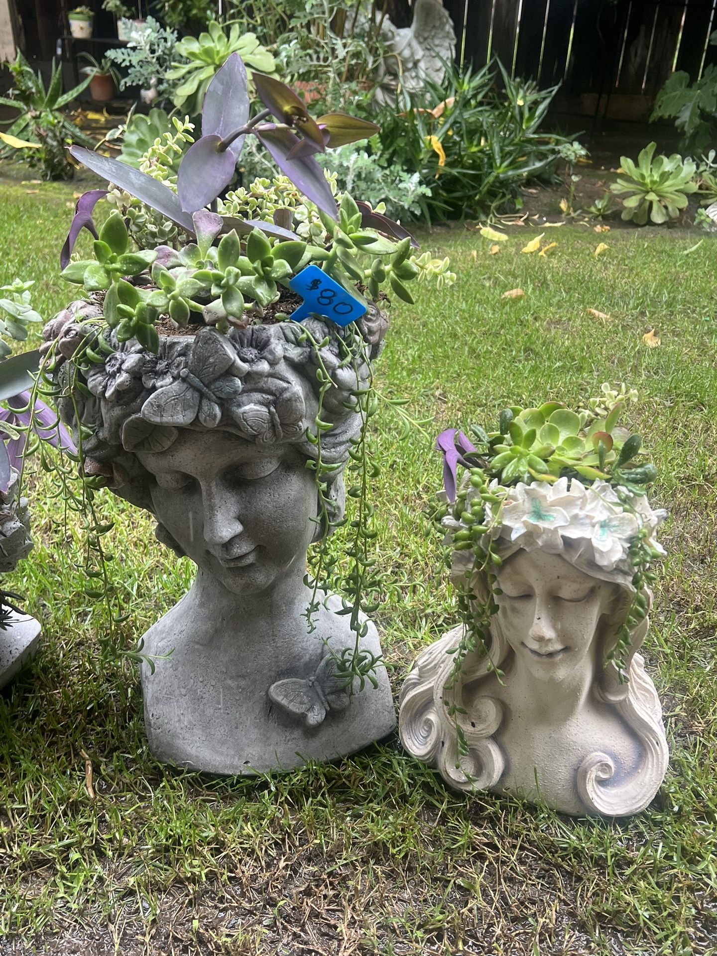 Many Beautiful Succulent Heads