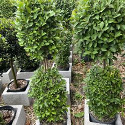 Double Balls Topiary In 3 gls Pot. SPECIAL PRICE !🤩