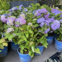 Endless Summer Hydrangeas!!