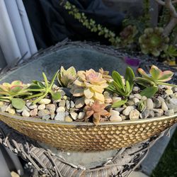 Beautifully potted succulent