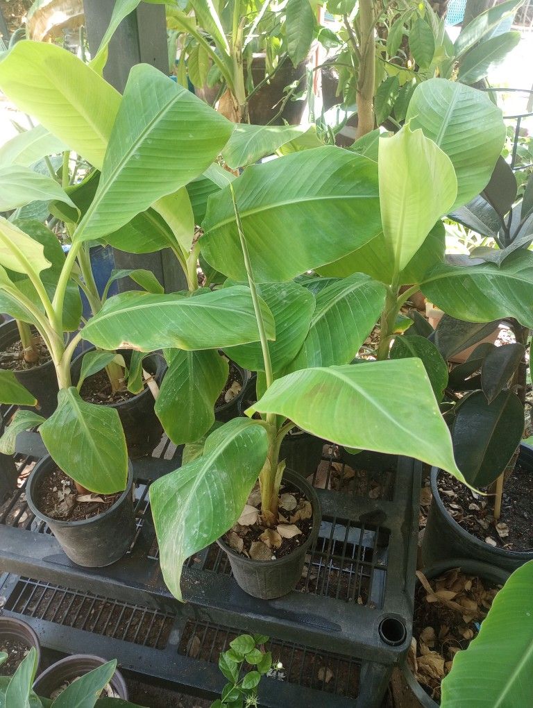 ORGANIC PLANTAIN BANANAS!PRODUCE FRUIT!