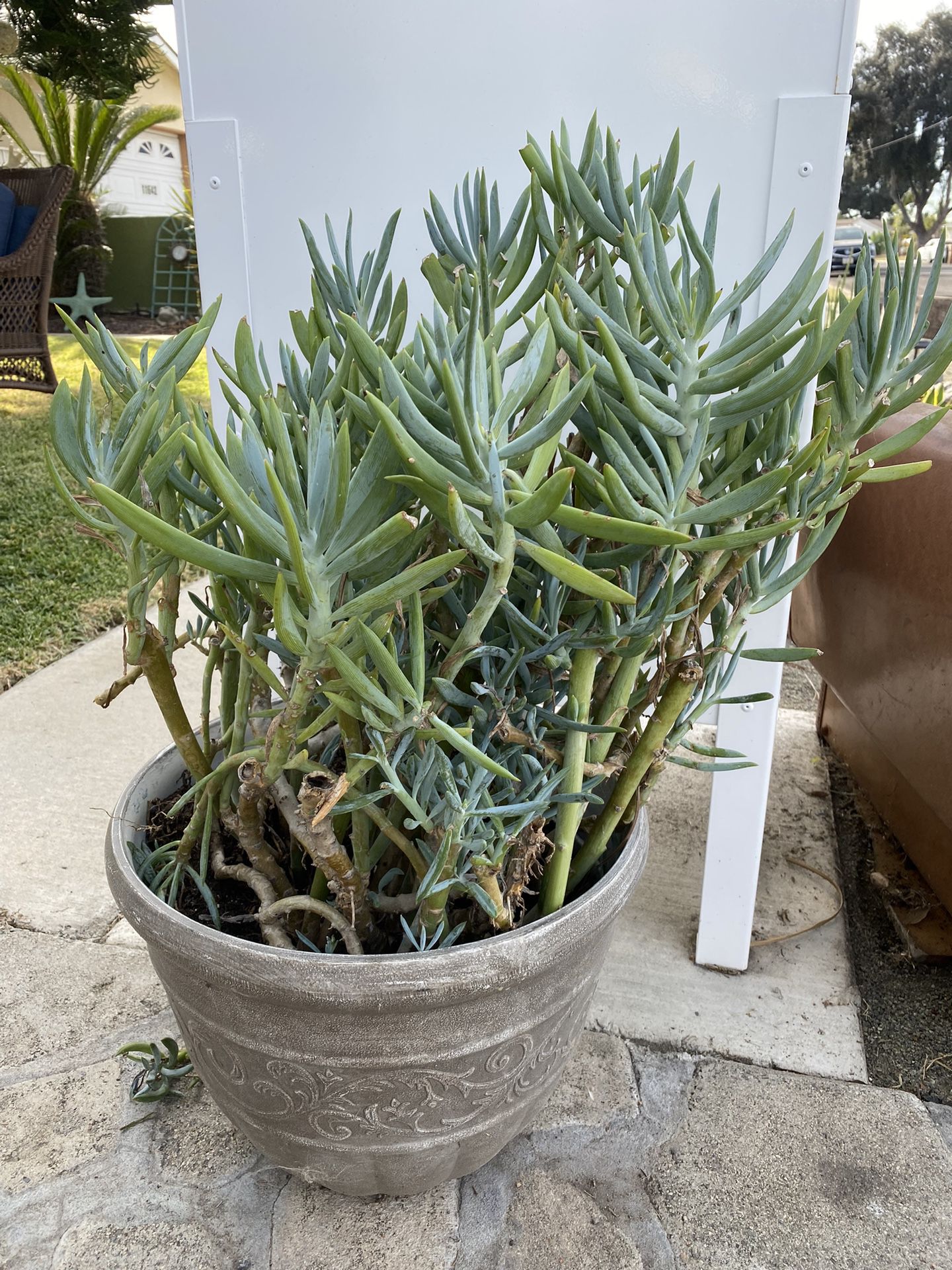31” High Senecio Mandraliscae Succulent With Plastic Pot