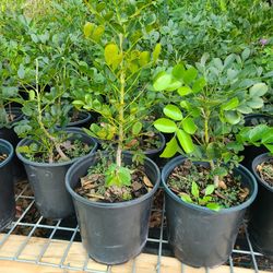 Arboles De Laurel De La Montaña Purple Flower 