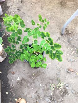 Moringa