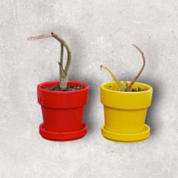 Baby Aloe Vera W/ Pot 