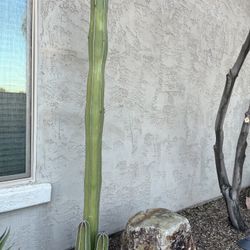 🌵Live Mexican Fence Post Cactus 6ft 