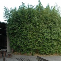 Privacy Bamboo ~ ~ Expert Advice