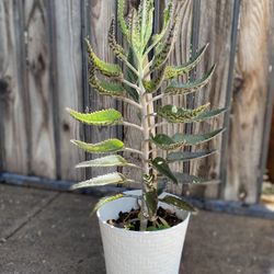  Kalanchoe Plant  