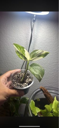 Monstera lechleriana variegated