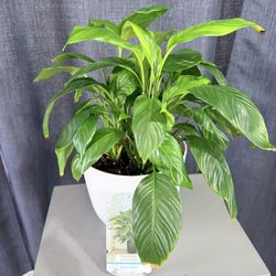 Plant Sale Peace Lily, Air Purifier
